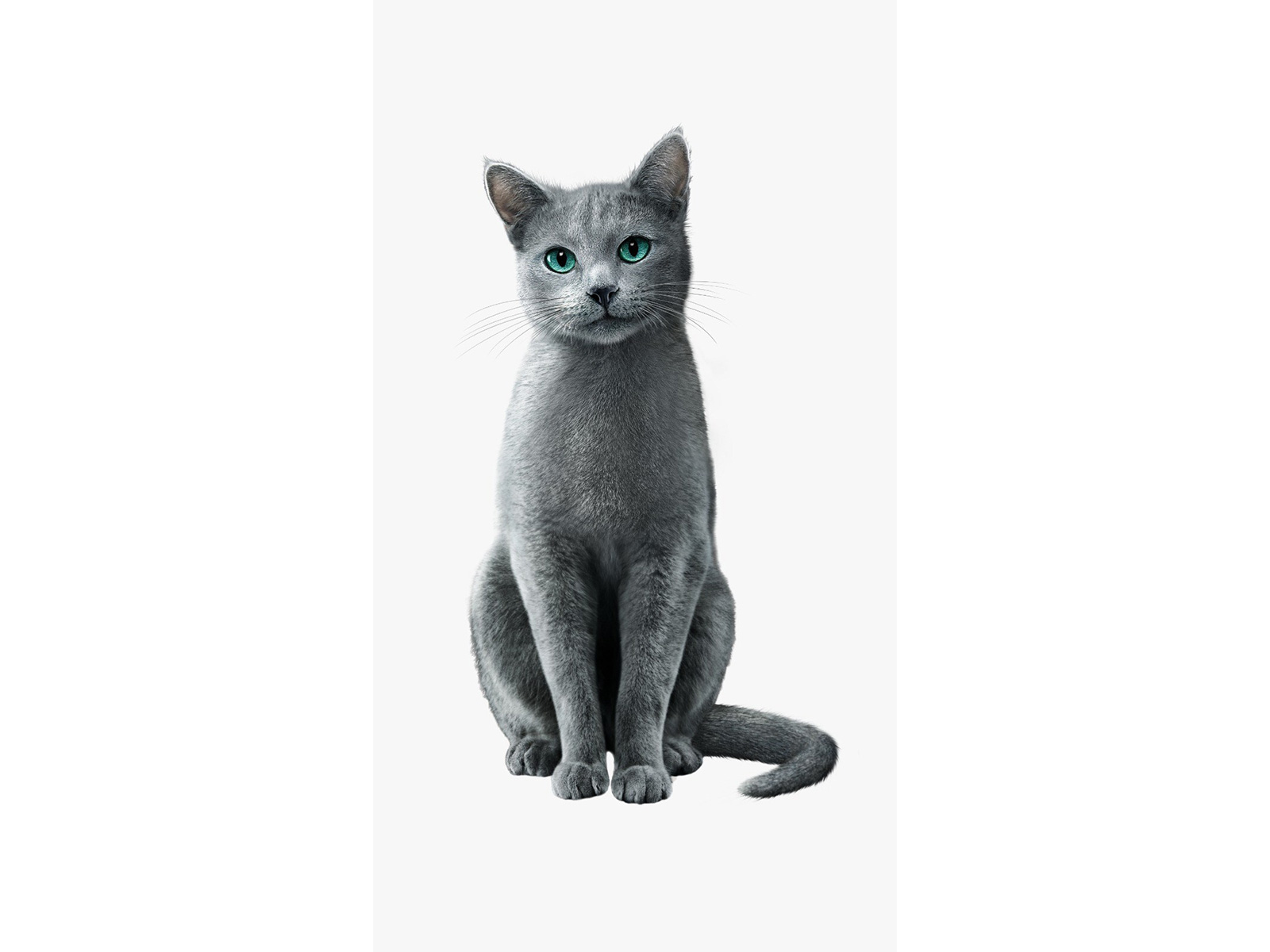 SHEBA®'s 'Ignored to Adored' Campaign Captures What Every Cat Parent Already Knows
