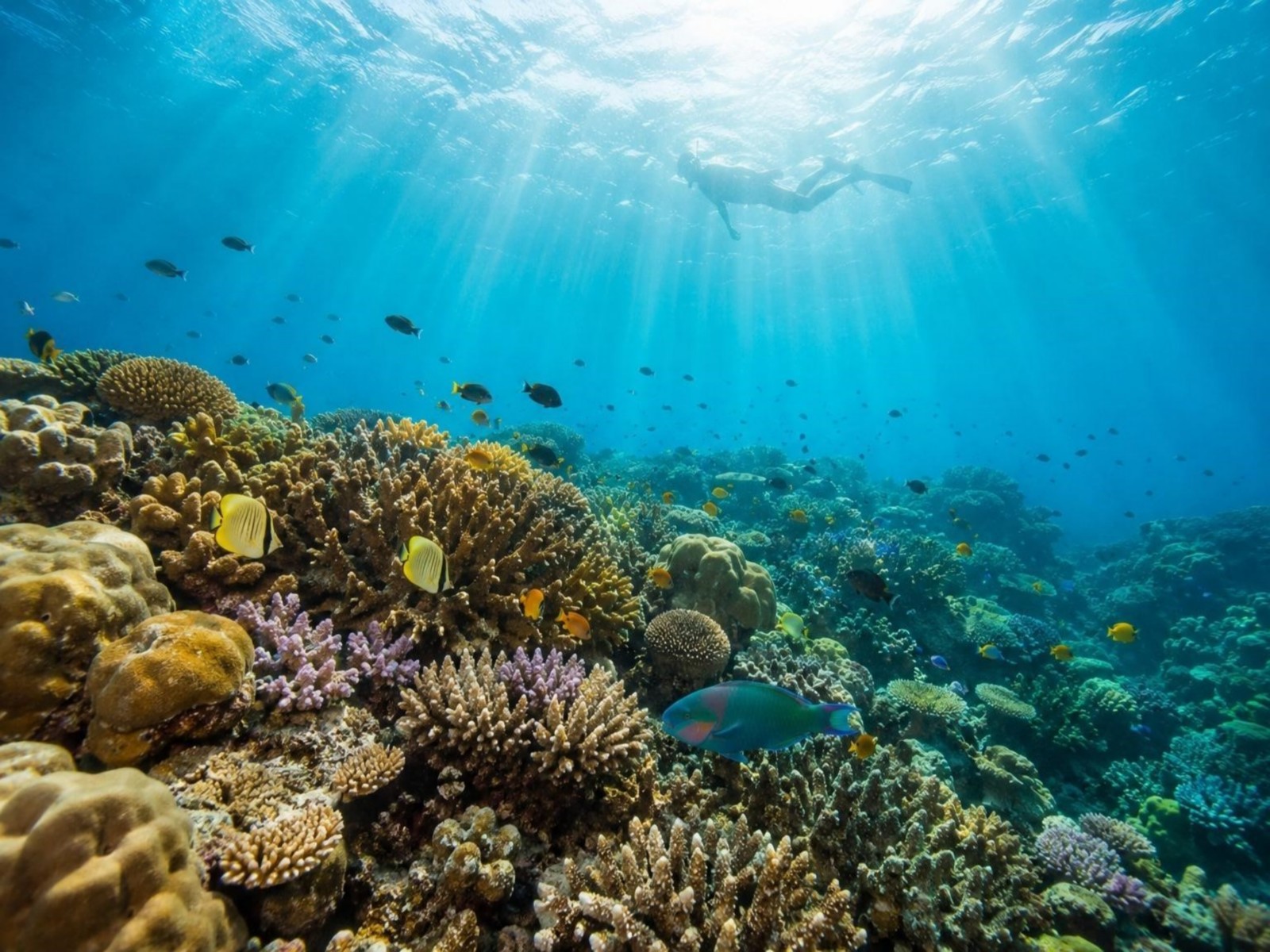 Havelock Island Draws More First-Time Scuba Divers, Including Those Who Cannot Swim