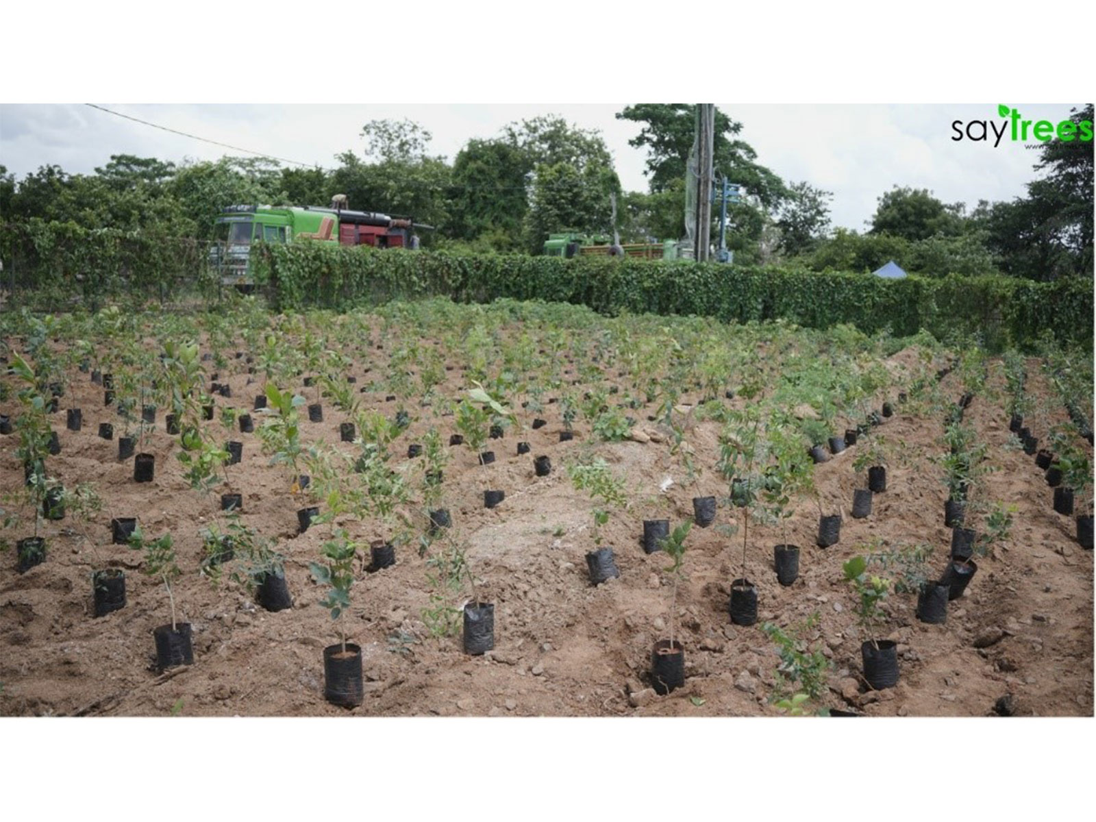 Volunteers planting native saplings together.