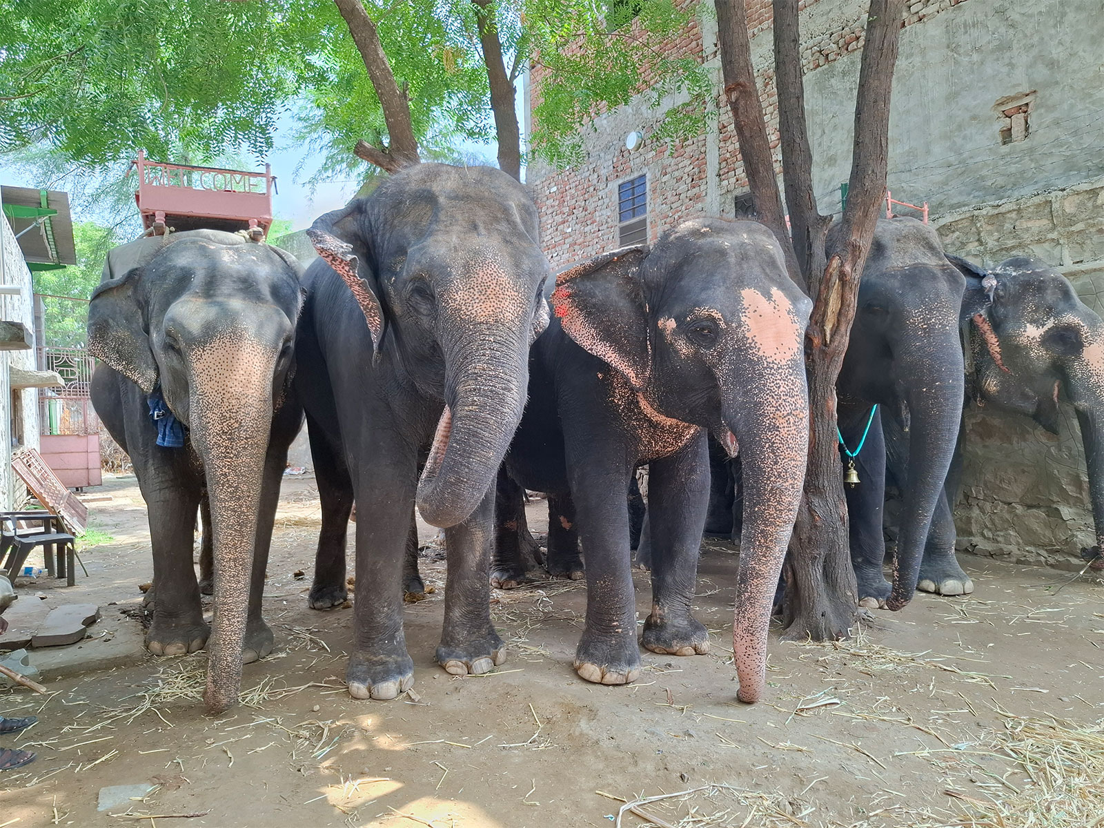 Elephants in Haathi Gaon in Jaipur in Rajasthan Photograph Credit : Shubhobroto Ghosh