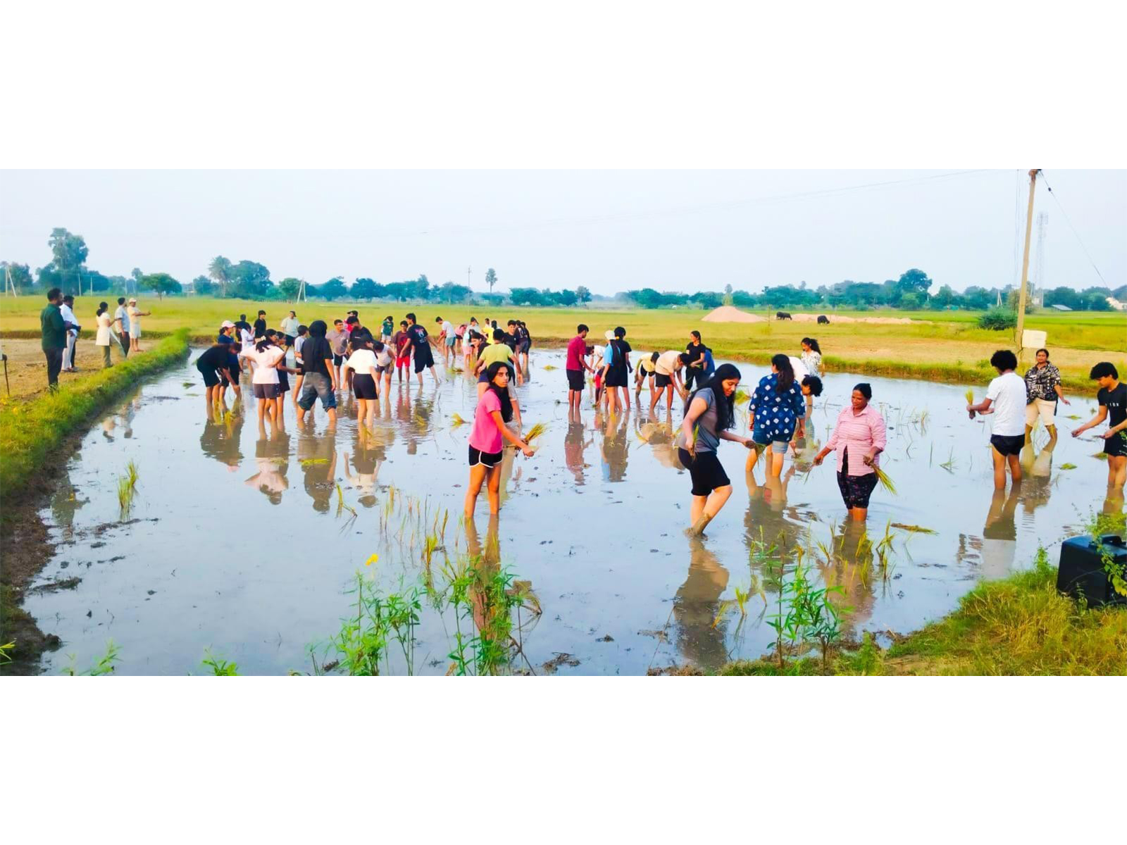 Keystone School students plant paddy saplings with local farmers in Dharmapuram village, Warangal, during a five-day Rural Immersion Programme.