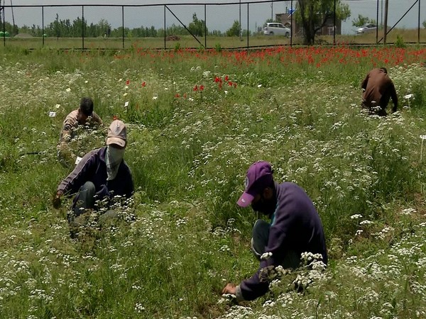 J-K: Research centre set up in Pampore to boost cumin cultivation