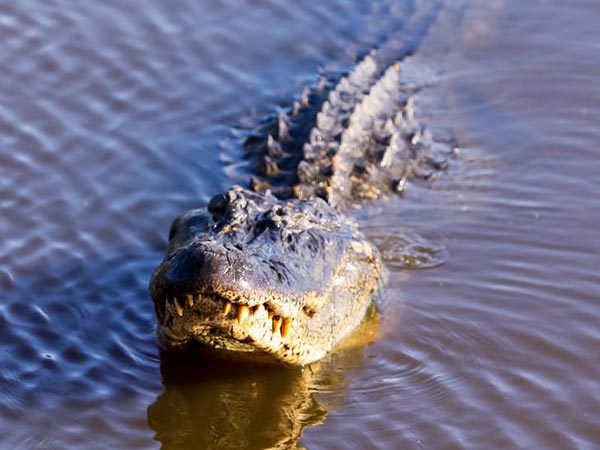 Alligator with a knife stuck in its skull sparks concern in Texas community