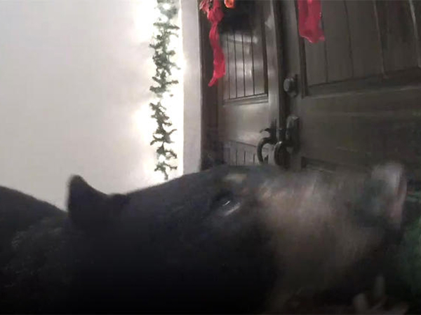 Doorbell camera alerts Florida homeowner to bear at front door