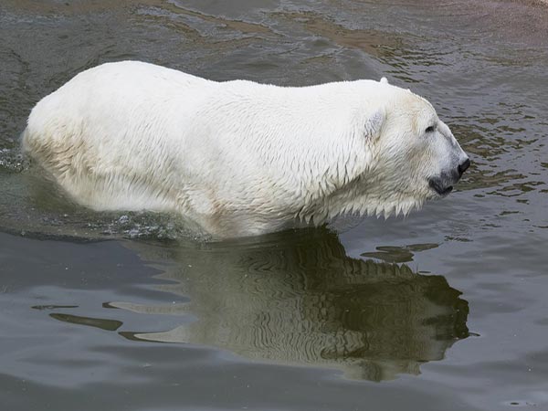 Here's what you need to know about Vancouver's Polar Bear Swim
