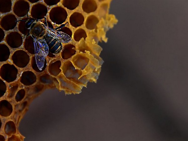 Increasing bee colonies can raise agricultural, horticultural productivity: BDC report