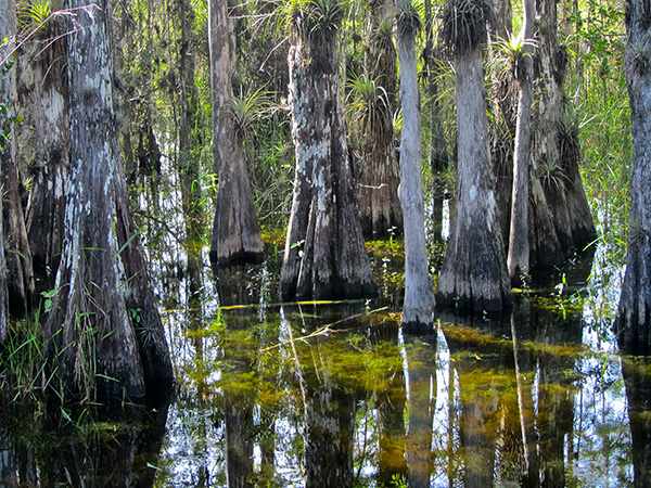 An Everglades record: largest female python captured in Big Cypress