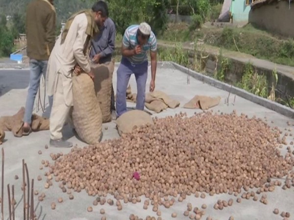 Changing agriculture trend in J-K's Rajouri: Farmers engage in walnut farming on large-scale