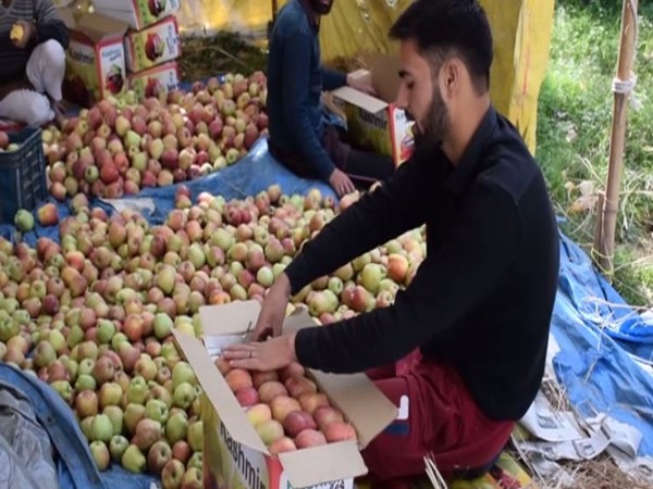 J-K apple growers express happiness over new farm laws