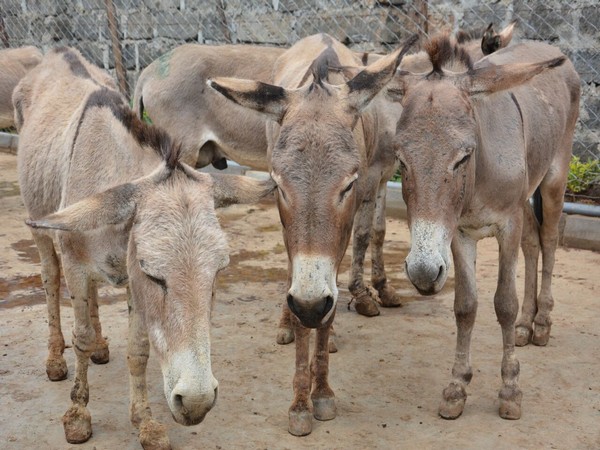 It's donkey all the way in Pakistan