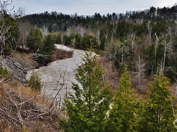 'There's no major city like it': Toronto's unique ravine system under threat