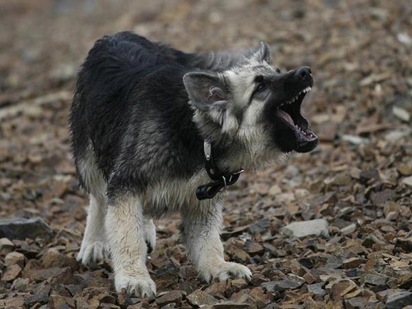 Woman accused of binding pup's mouth to keep her quiet faces felony charge