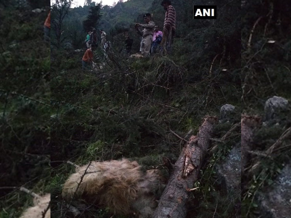 Man, 116 cattle killed after portion of hill collapsed in Himachal