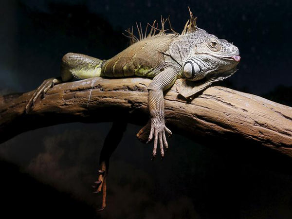 Injured iguana still in protective custody a month after owner swung it at an Ohio restaurant manager