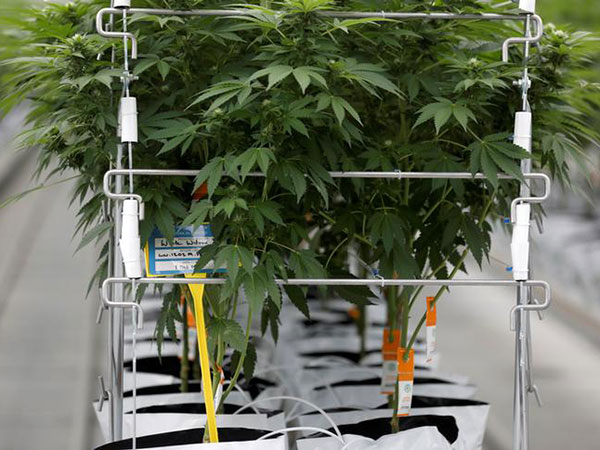 Illegal cannabis getting even cheaper, as legal gets costlier, StatsCan says