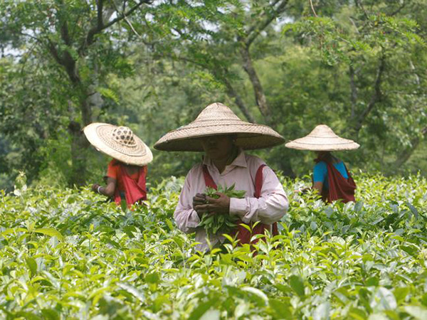 India tea may benefit from Sri Lanka wage hike, Vietnam problems