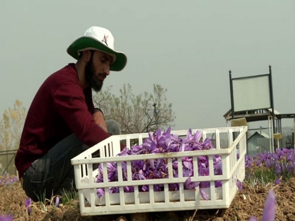 Sher-e-Kashmir University organises 'Saffron Day' to promote world famous spice in Kashmir