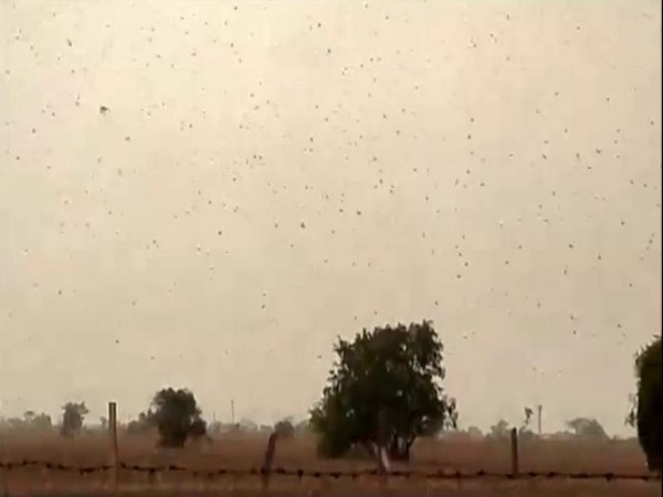 No response by Pakistan to India's offer on locust issue, technical meeting likely on June 18