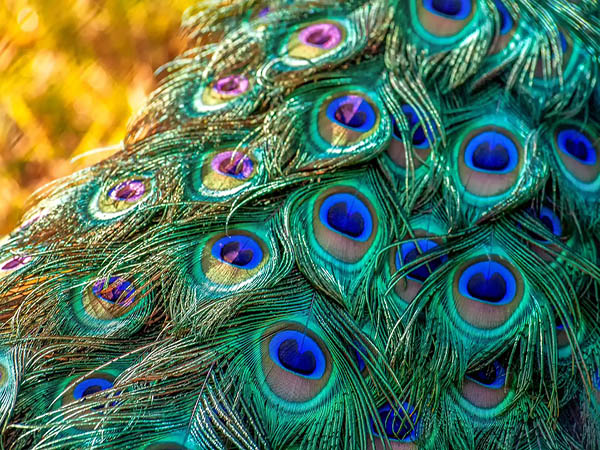 100-kg of peacock feathers headed to Dubai seized