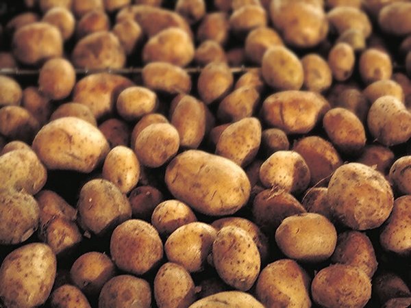 Sri Lanka increases taxes on imported potatoes, maize to save the local farmer