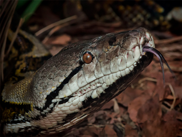 Police hunt for 9-foot python that could eat a human loose in British city