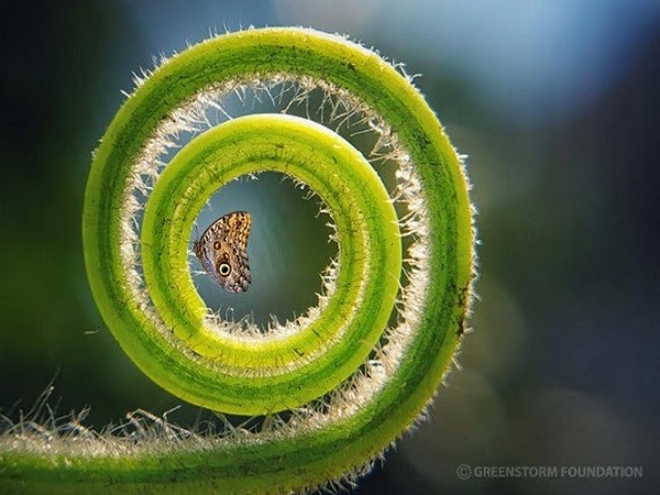 Rakayet Ul Karim Rakim of Bangladesh wins the Greenstorm International Nature Photography Contest