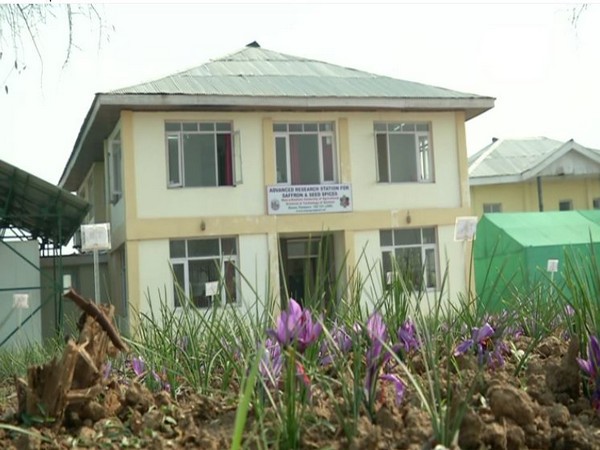Advanced research centre playing vital role in saffron cultivation