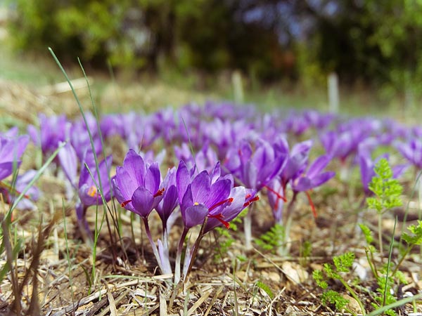 Afghan Saffron Prices Go Up Amid Increase In Exports