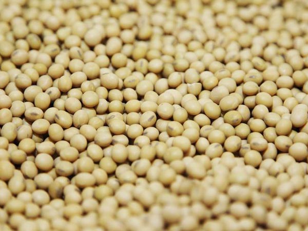 China wants to stop buying American soybeans entirely