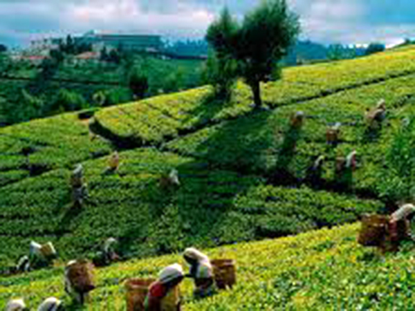 Sri Lanka's tea output seen recovering to 300mn kg in 2018