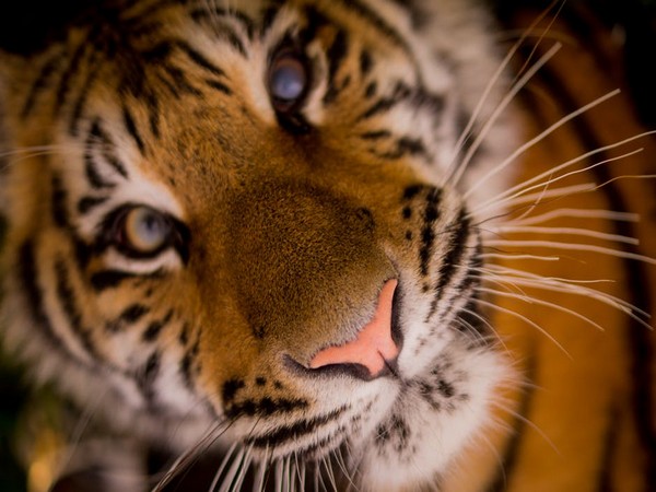 Tiger at New York's Bronx Zoo tests positive for coronavirus