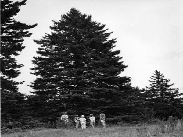 In 1964, a tree from Chester went to Washington