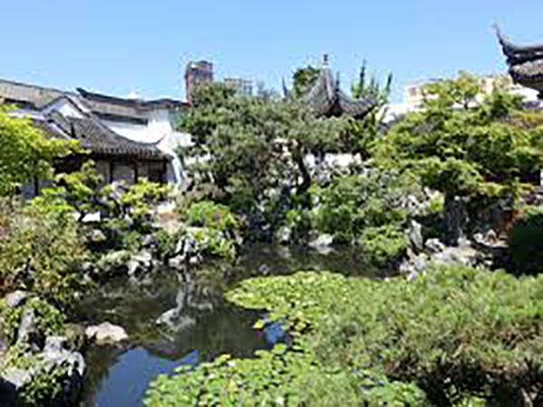 Vancouver's Chinese classical garden still on lookout for koi-eating otter