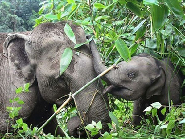 Over 200 Elephants in India Kept in Severely Inadequate Conditions, says World Animal Protection