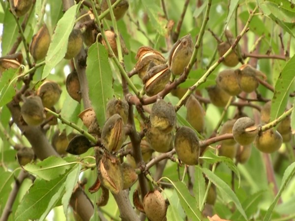 Favourable weather, new varieties of trees improve almond quality in Kashmir