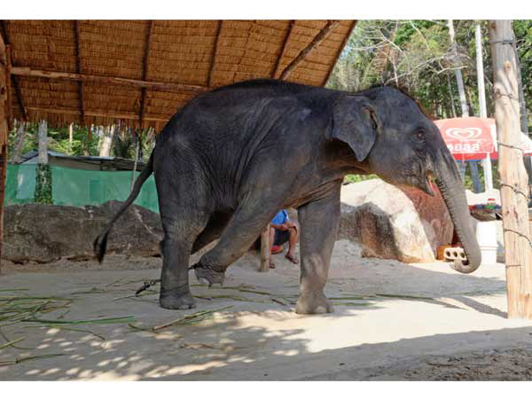 Dubai at heart of countering global animal trafficking, report finds