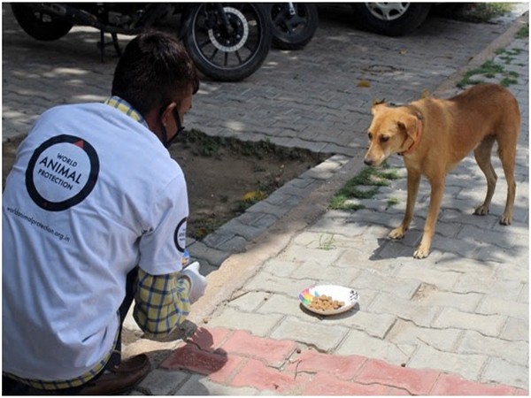 World Animal Protection and NDMC feed hundreds of stray dogs in Delhi
