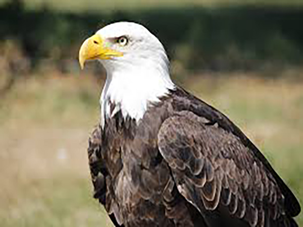 Authorities launch probe into who gunned down bald eagle in Arkansas