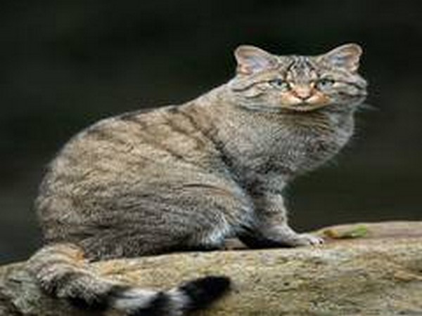 Pet cat becomes UK's first animal to test positive for COVID-19