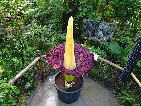 World S Largest Corpse Flower That Smells Like Rotting Meat To Bloom For First Time At Toronto