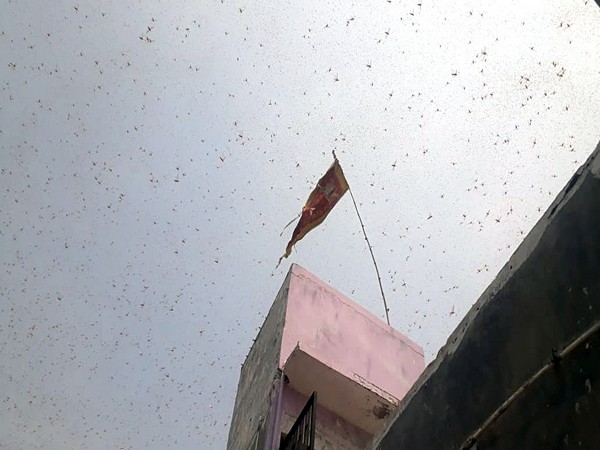 People clang utensils to drive away locusts in Kathmandu