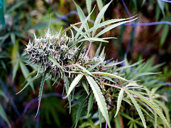 Study: Adolescent pot use dropped after Washington legalized