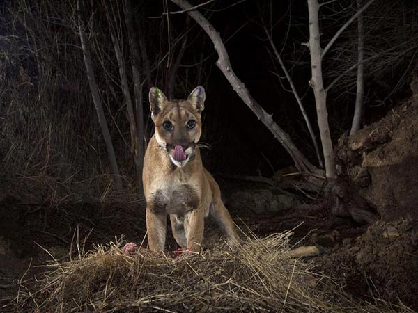 Montana hunters who illegally killed Yellowstone mountain lion left trail of photos on social media