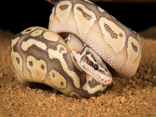Richmond officer corrals 4-foot python hiding in homeowner's basement