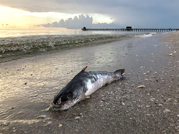 It will take more than a hurricane to shake Florida's red tide