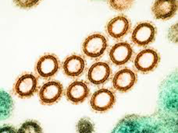 Cases of swine flu reported in Kathmandu