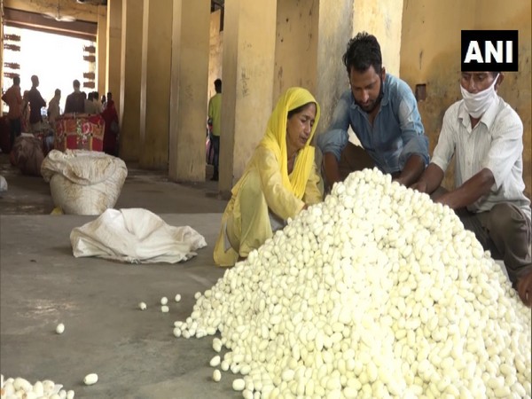 J-K: Silk industry faces crisis due to raw material shortage in Udhampur