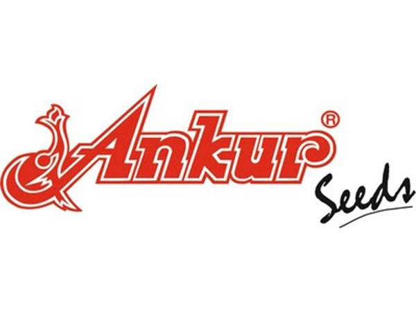 Ankur Seeds in Hybrid Revolution: Launches one of the World's first GMS based 'Indian Bean (Dolichos) Hybrids'