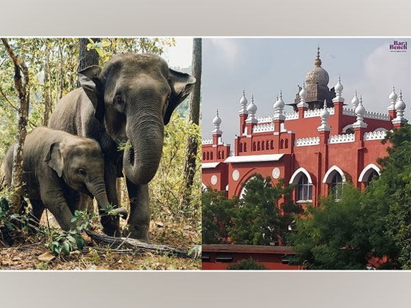 World Animal Protection Organisation welcomes Madras Court's call to prohibit future ownership of elephants