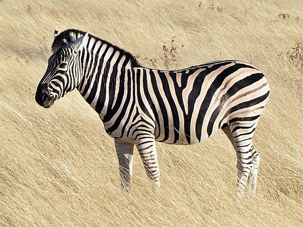 Tennessee deputies investigate reports of zebra bites